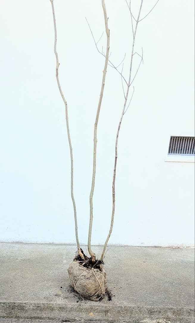 2.5m。山採りアオダモ株。