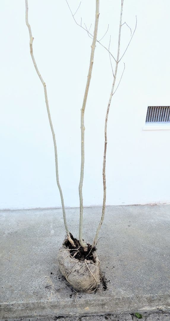 2.5m。山採りアオダモ株。