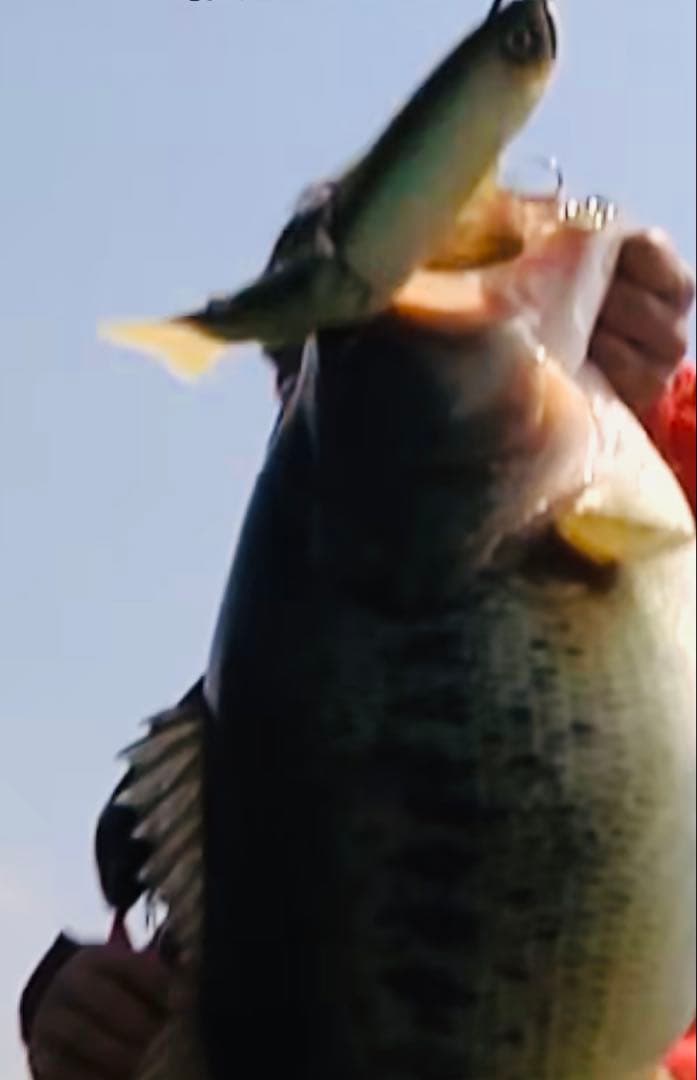 廃番❗️DEPS 旧スライドスイマー250 山田祐五チューン3本セット