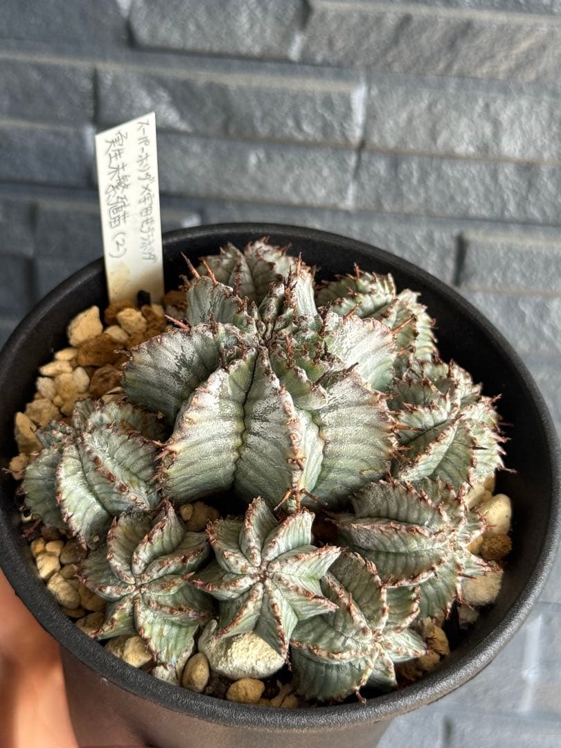 ☆激レア☆ スーパーホリダ×宇田ゼブラホリダ実生　ホリダ　オベサ