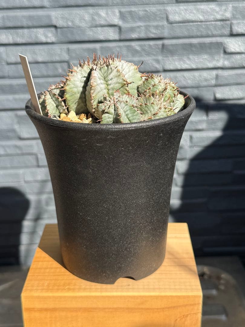 ☆激レア☆ スーパーホリダ×宇田ゼブラホリダ実生　ホリダ　オベサ