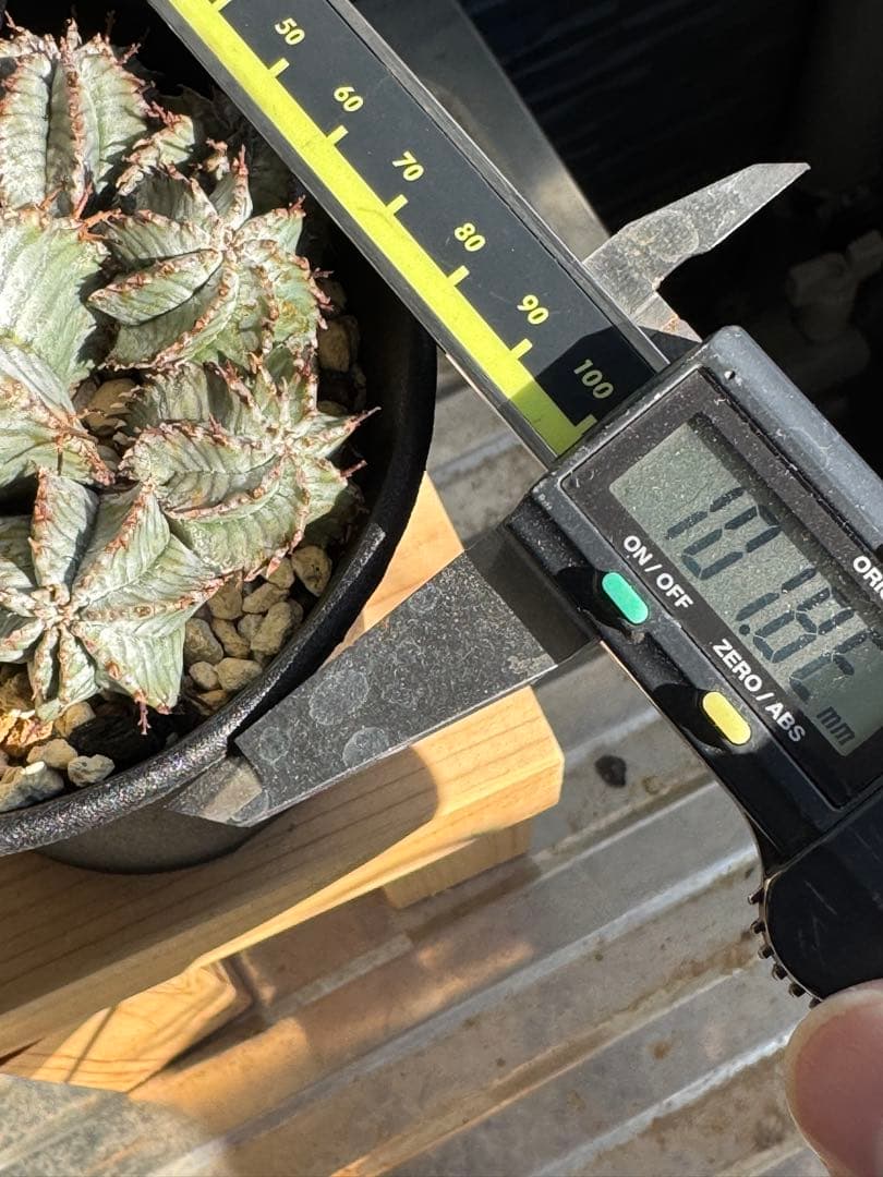 ☆激レア☆ スーパーホリダ×宇田ゼブラホリダ実生　ホリダ　オベサ