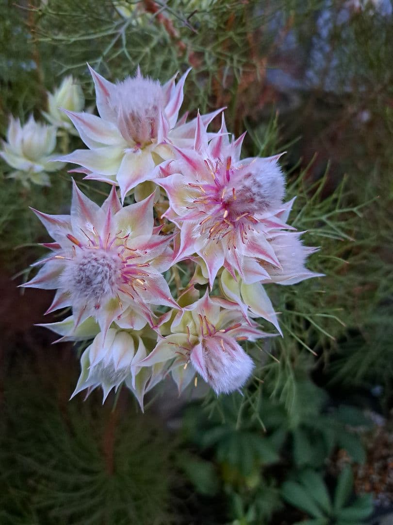 幹立ち大株　セルリアプリティピンク　花芽盛り沢山です
