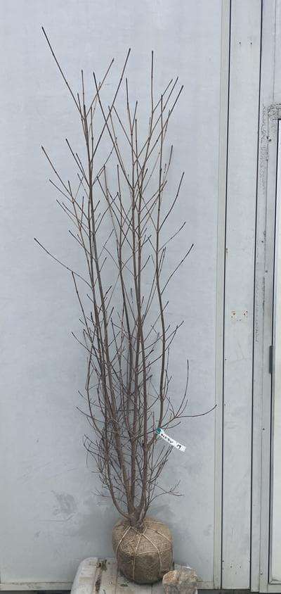 《現品》山法師(ヤマボウシ)株立ち　樹高1.6ｍ（根鉢含まず）19【苗木/植木】