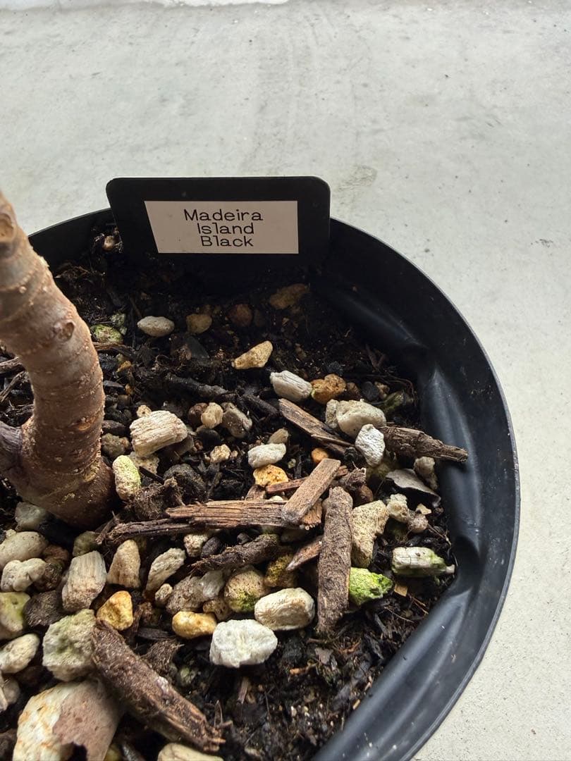 Madeira  black   イチジク いちじく 穂木 苗