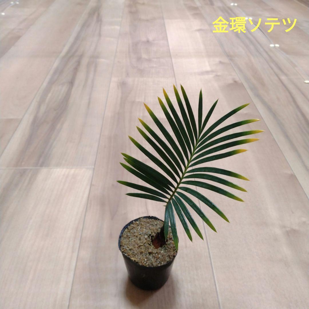 ちょぴ　金環(奄美黄金)ソテツ　実生苗　5苗まとめ
