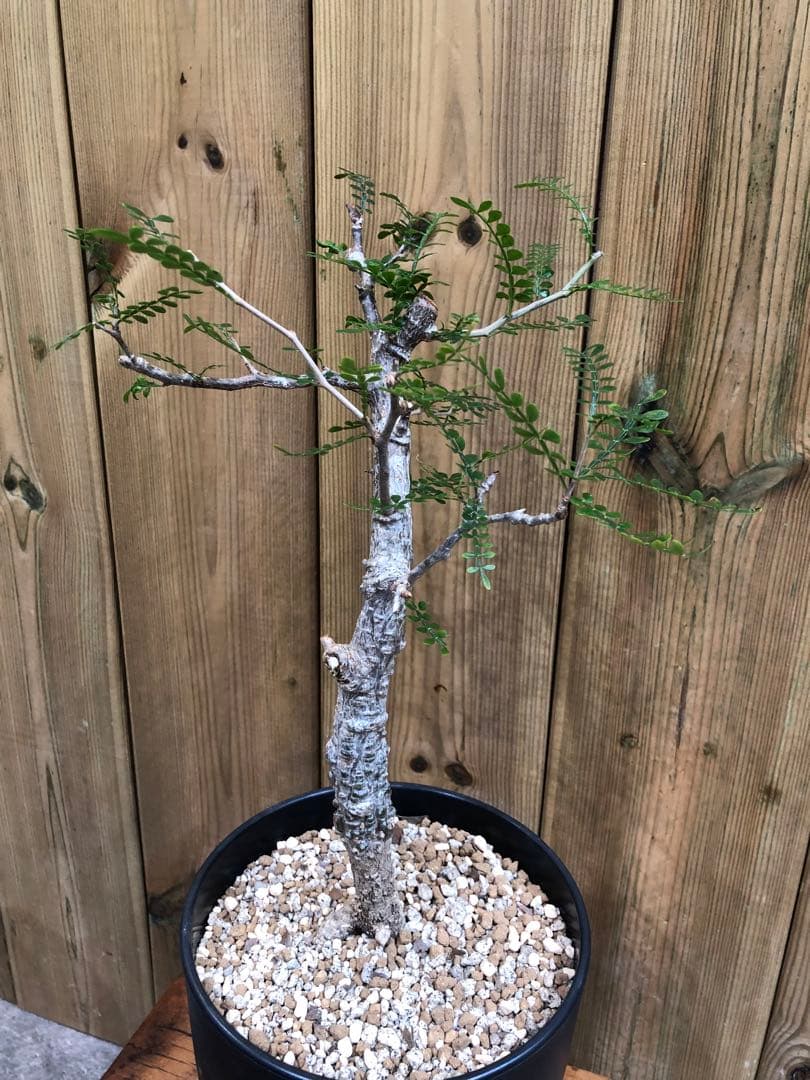 オペルクリカリア・パキプス（実生）