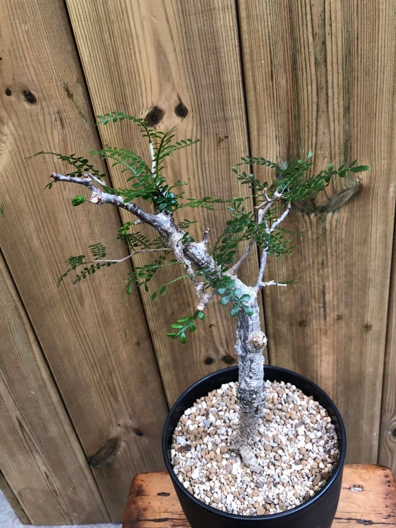 オペルクリカリア・パキプス（実生）