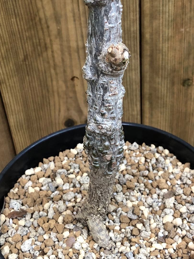 オペルクリカリア・パキプス（実生）