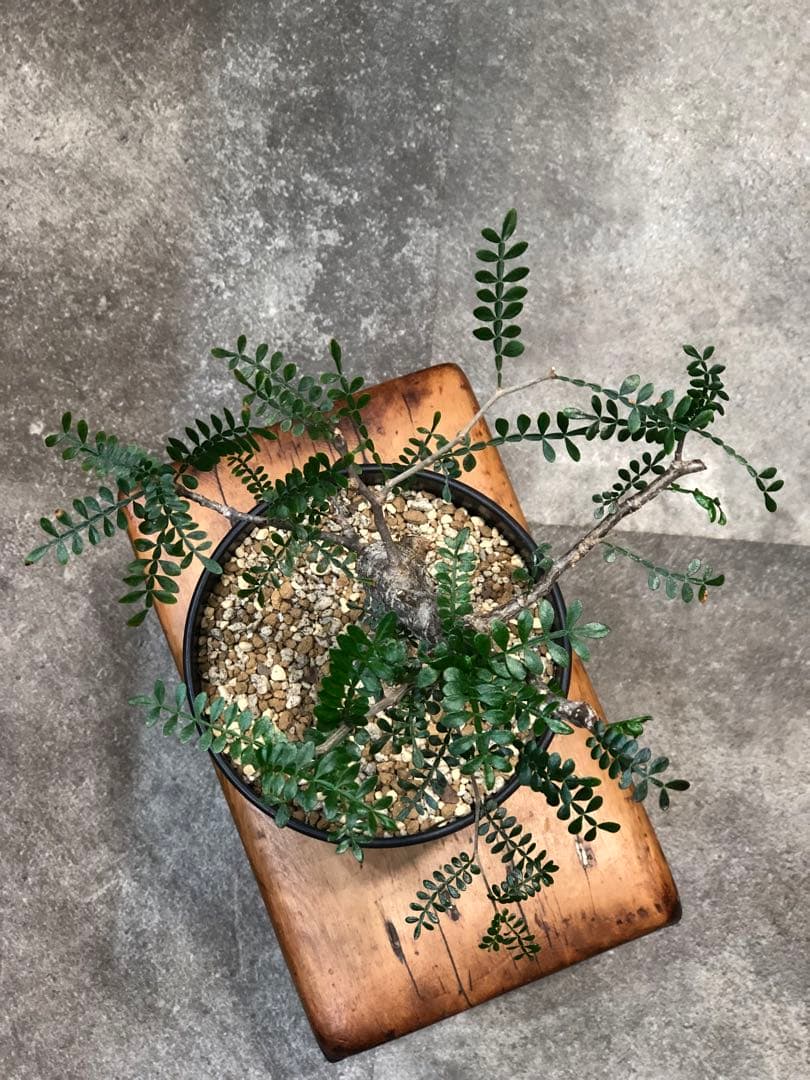 オペルクリカリア・パキプス（実生）