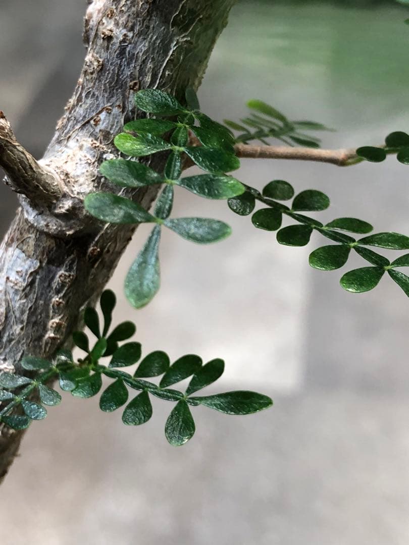 オペルクリカリア・パキプス（実生）