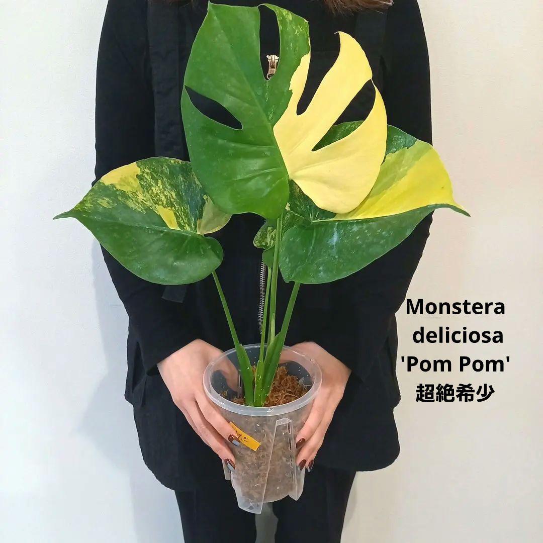 モンステラ　デリシオーサ　ポンポン
