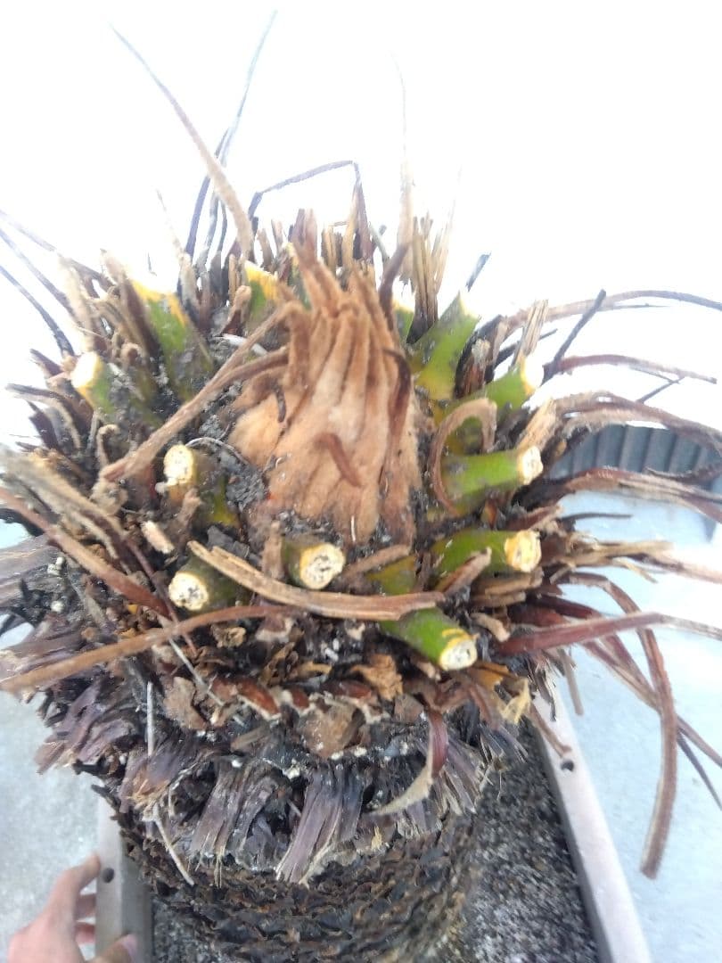 ソテツ　超幹太低重心❗バルブ22センチ❗　③