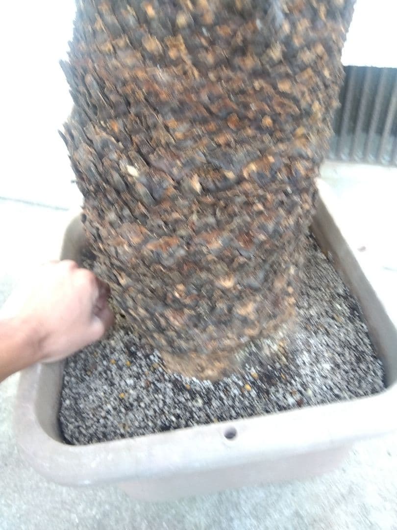 ソテツ　超幹太低重心❗バルブ22センチ❗　③