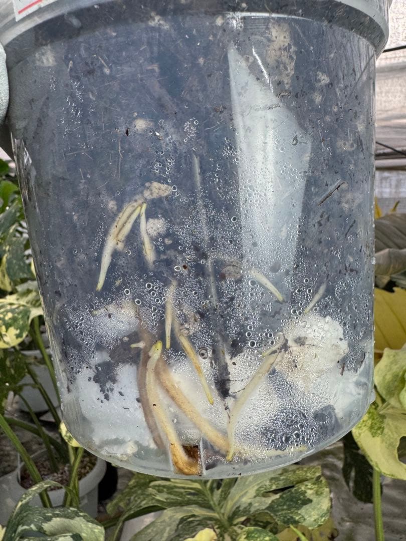 8モンステラ　デリシオーサ　レガシー　健康美斑入り株