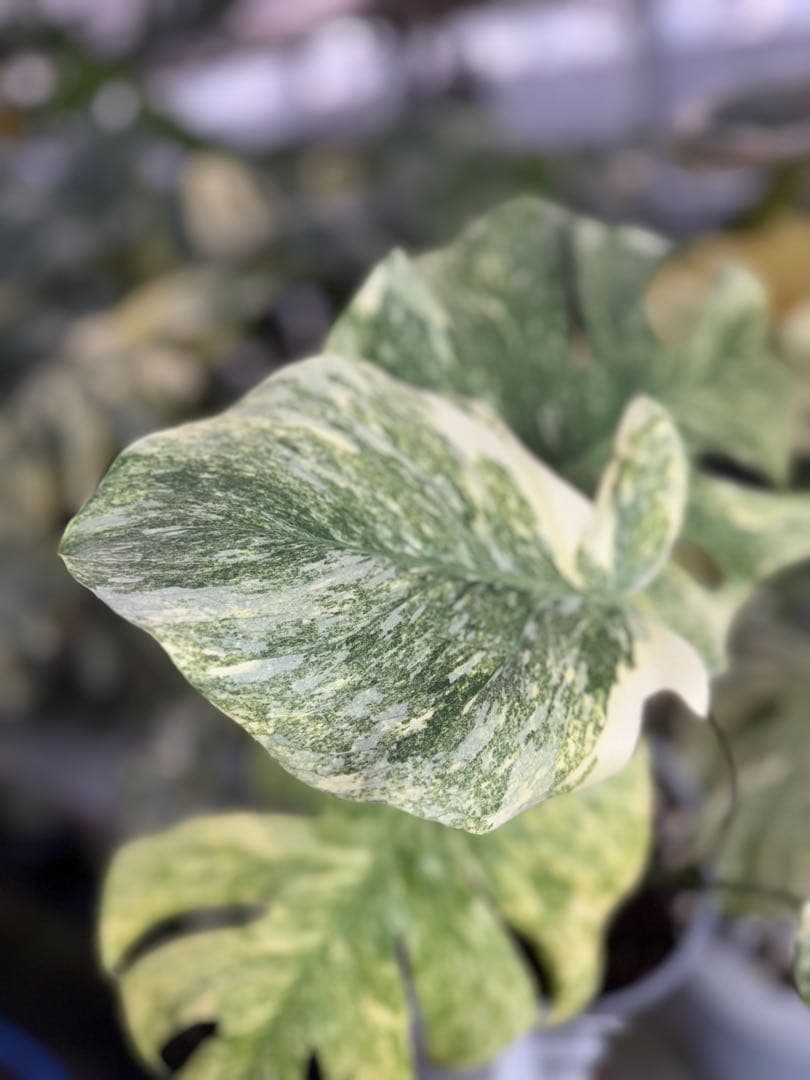 8モンステラ　デリシオーサ　レガシー　健康美斑入り株