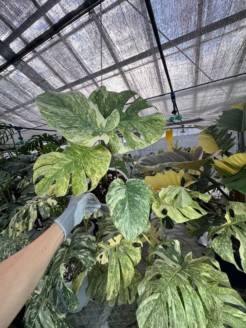 8モンステラ　デリシオーサ　レガシー　健康美斑入り株