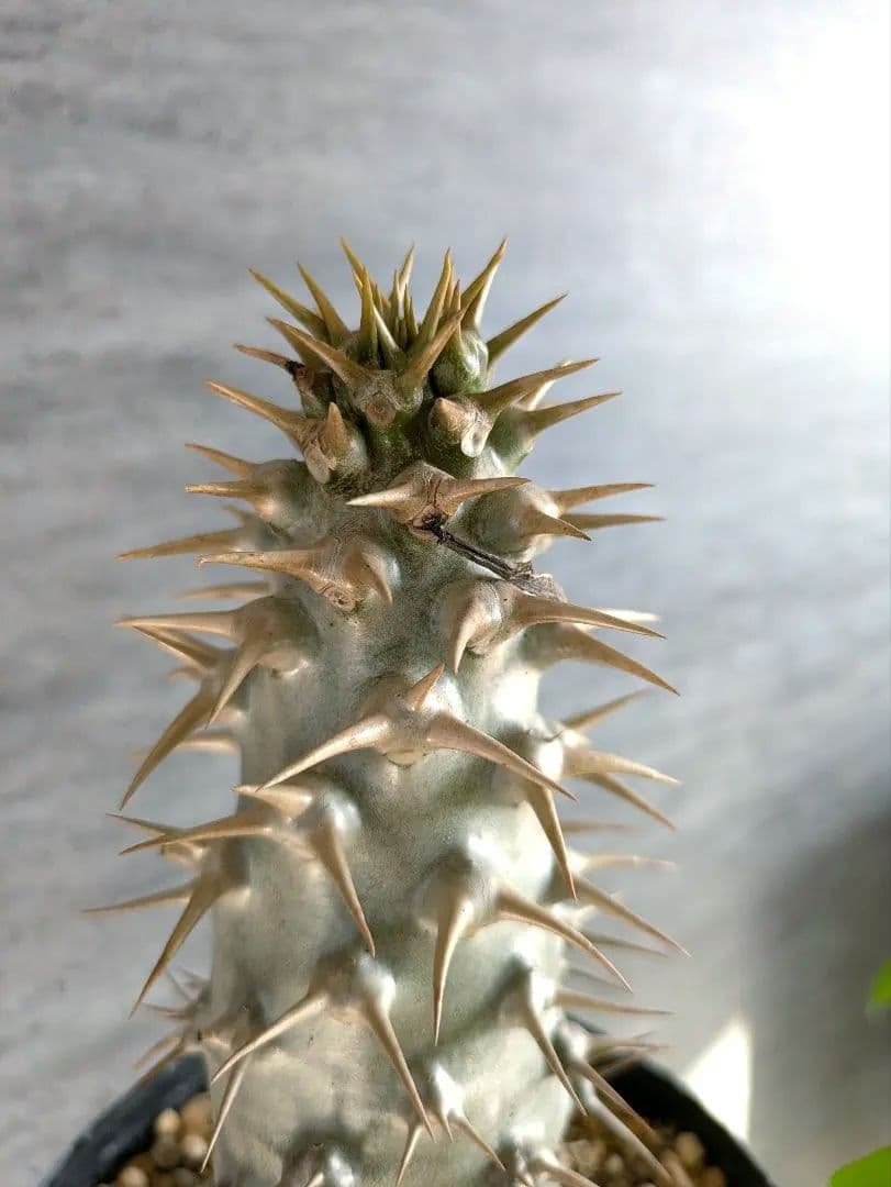 激安スタート パキポディウム　アンボンゲンセ　実生　コーデックス　塊根植物