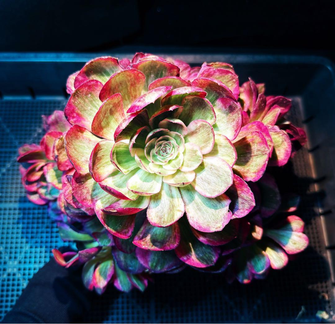 新入荷　超レア新品種　アエオニウム　スカーレットハート錦(変異芽あり)　超大品