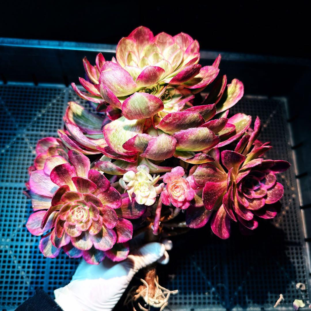 新入荷　超レア新品種　アエオニウム　スカーレットハート錦(変異芽あり)　超大品