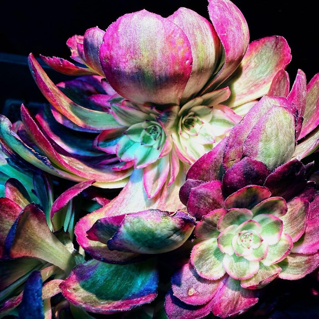 新入荷　超レア新品種　アエオニウム　スカーレットハート錦(変異芽あり)　超大品