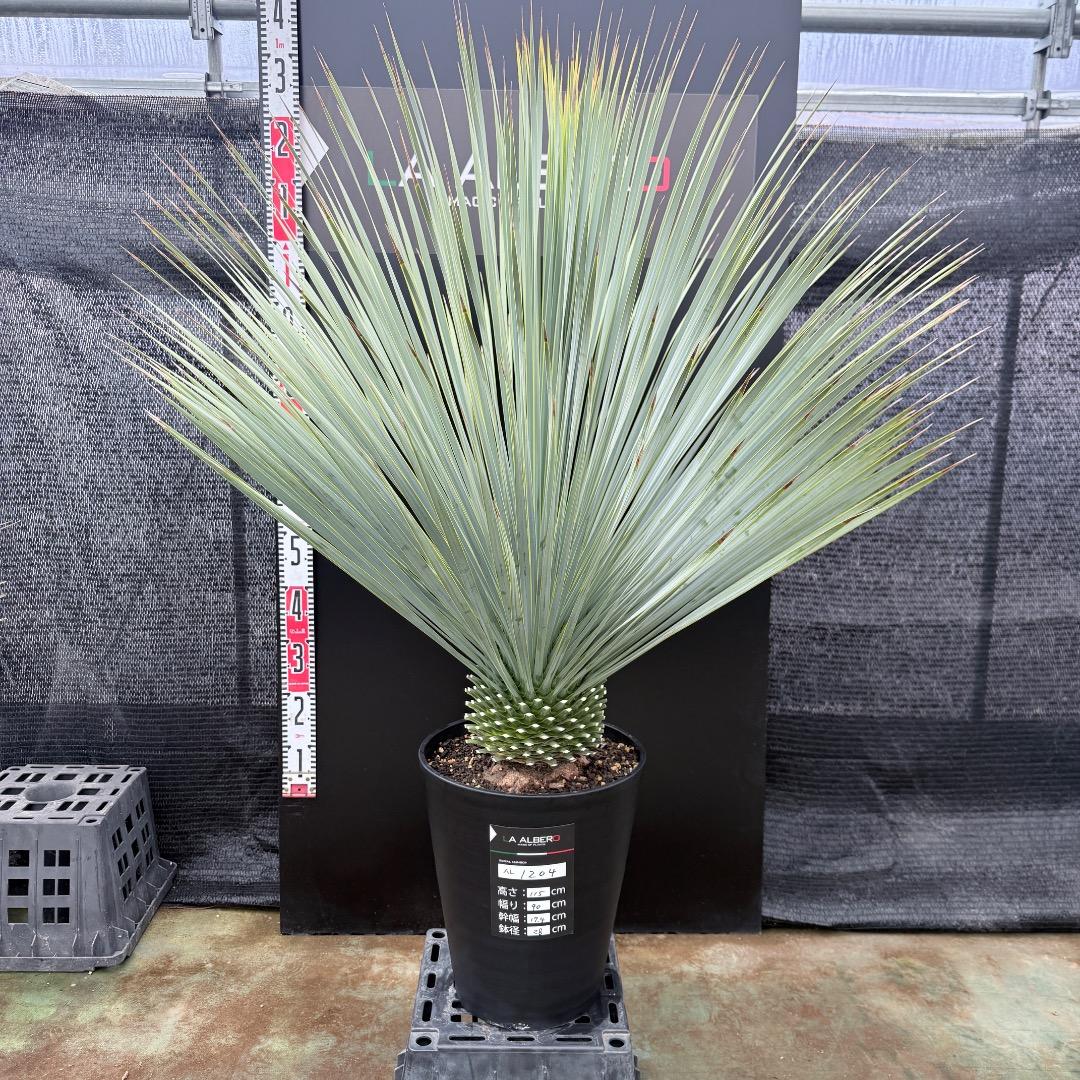 【AL1204】ユッカ　ロストラータ　ランチョブルー（品種名）極太