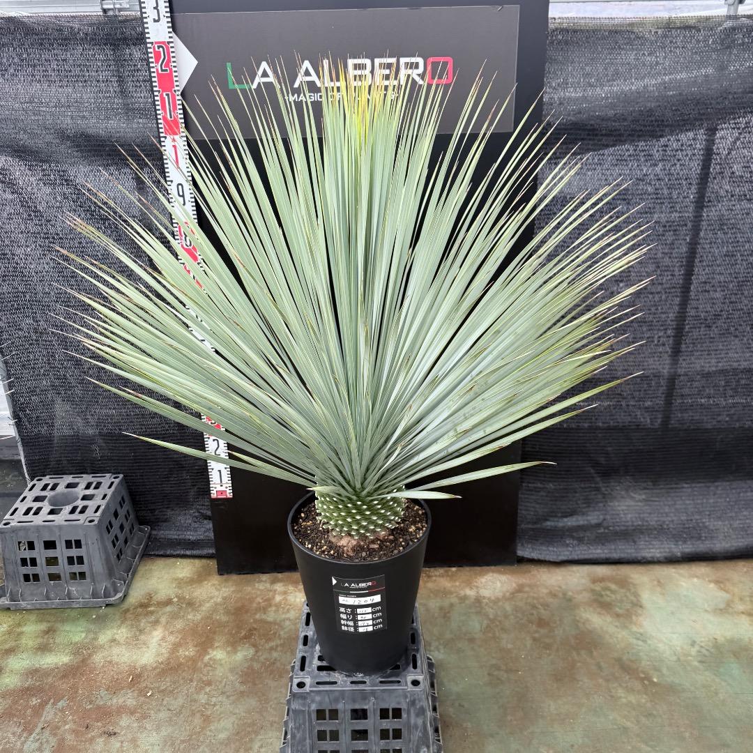 【AL1204】ユッカ　ロストラータ　ランチョブルー（品種名）極太