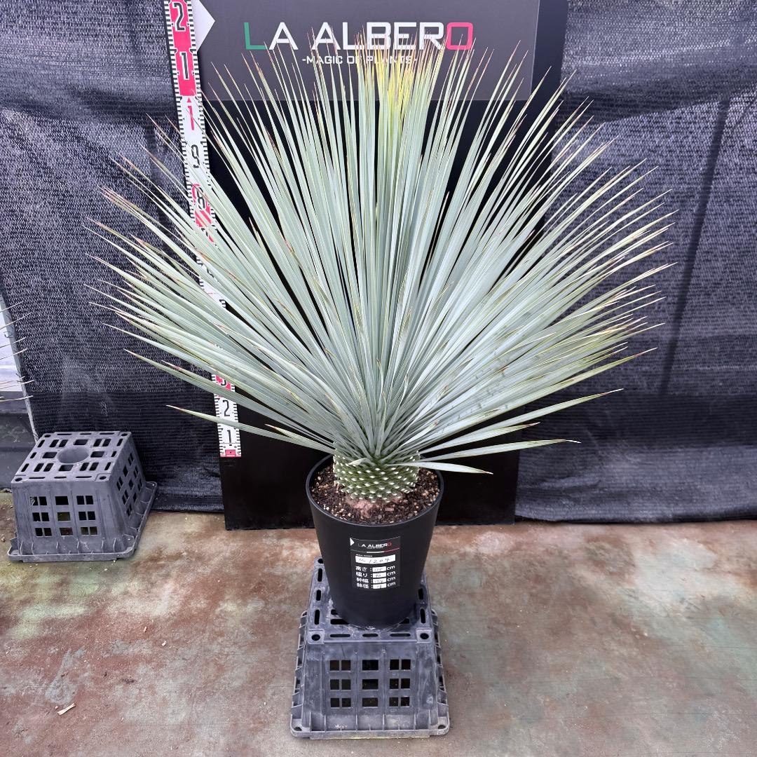 【AL1204】ユッカ　ロストラータ　ランチョブルー（品種名）極太