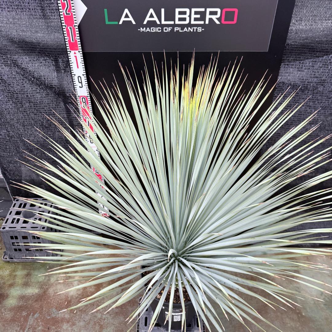 【AL1204】ユッカ　ロストラータ　ランチョブルー（品種名）極太