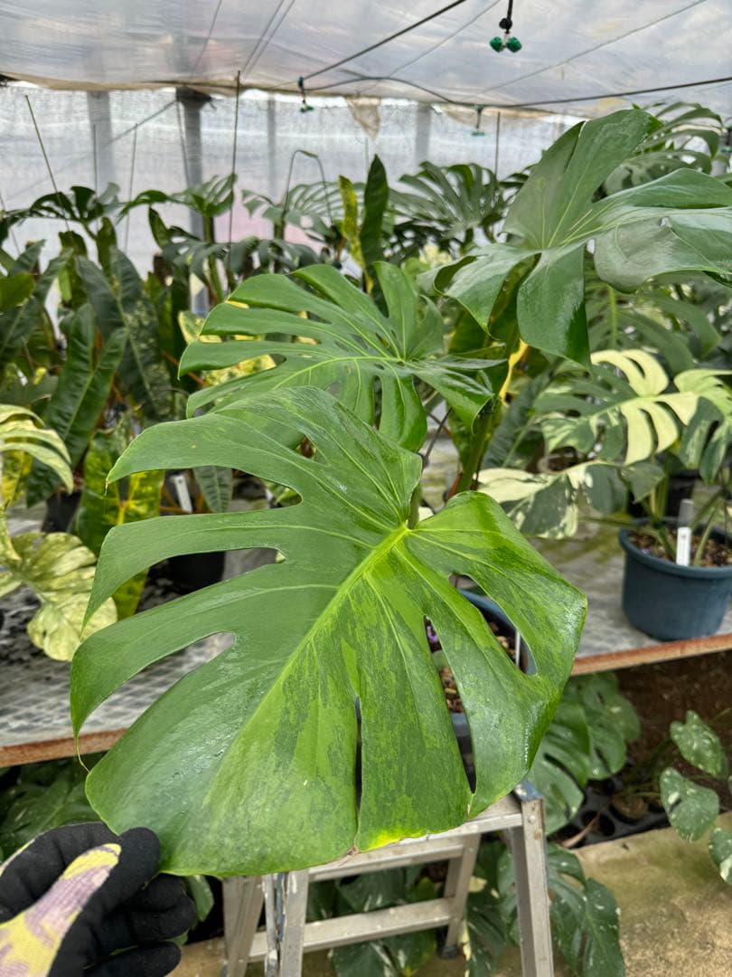 アロイド系　取り置き　モンステラ グリーン・オン・グリーン 親株サイズ