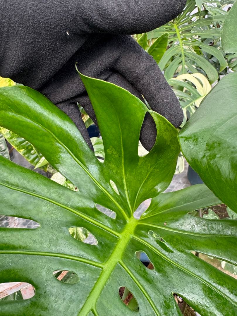 アロイド系　取り置き　モンステラ グリーン・オン・グリーン 親株サイズ