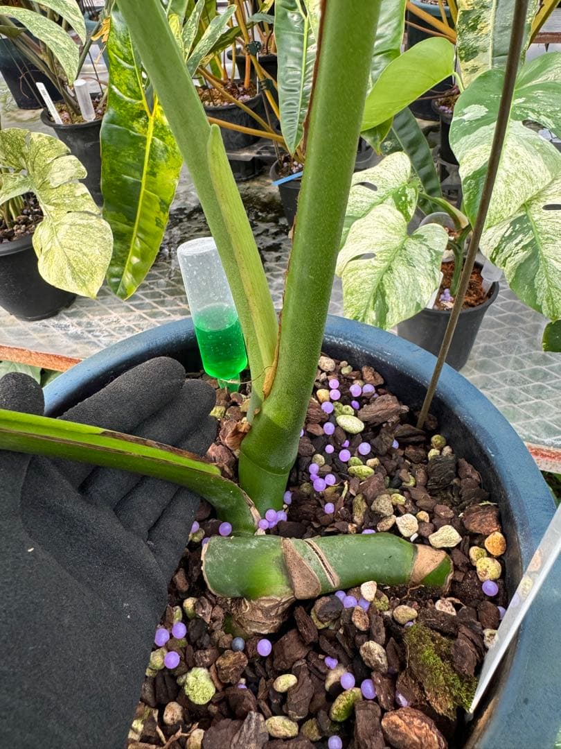 アロイド系　取り置き　モンステラ グリーン・オン・グリーン 親株サイズ