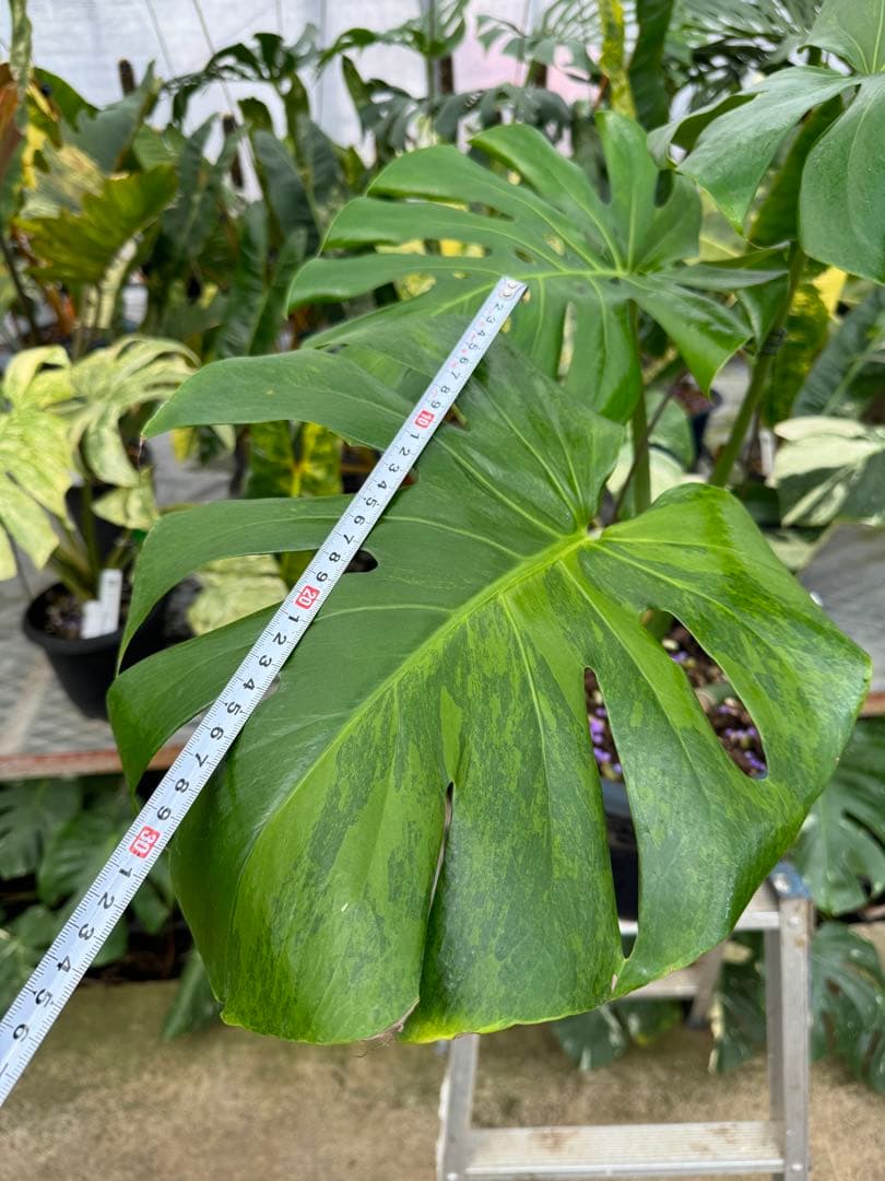 アロイド系　取り置き　モンステラ グリーン・オン・グリーン 親株サイズ