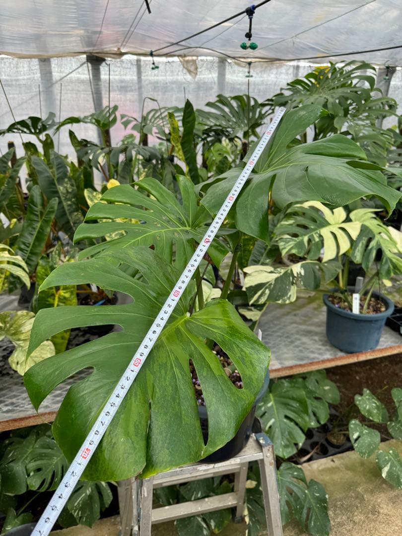 アロイド系　取り置き　モンステラ グリーン・オン・グリーン 親株サイズ