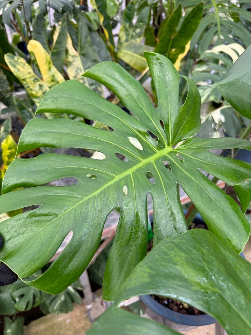 アロイド系　取り置き　モンステラ グリーン・オン・グリーン 親株サイズ