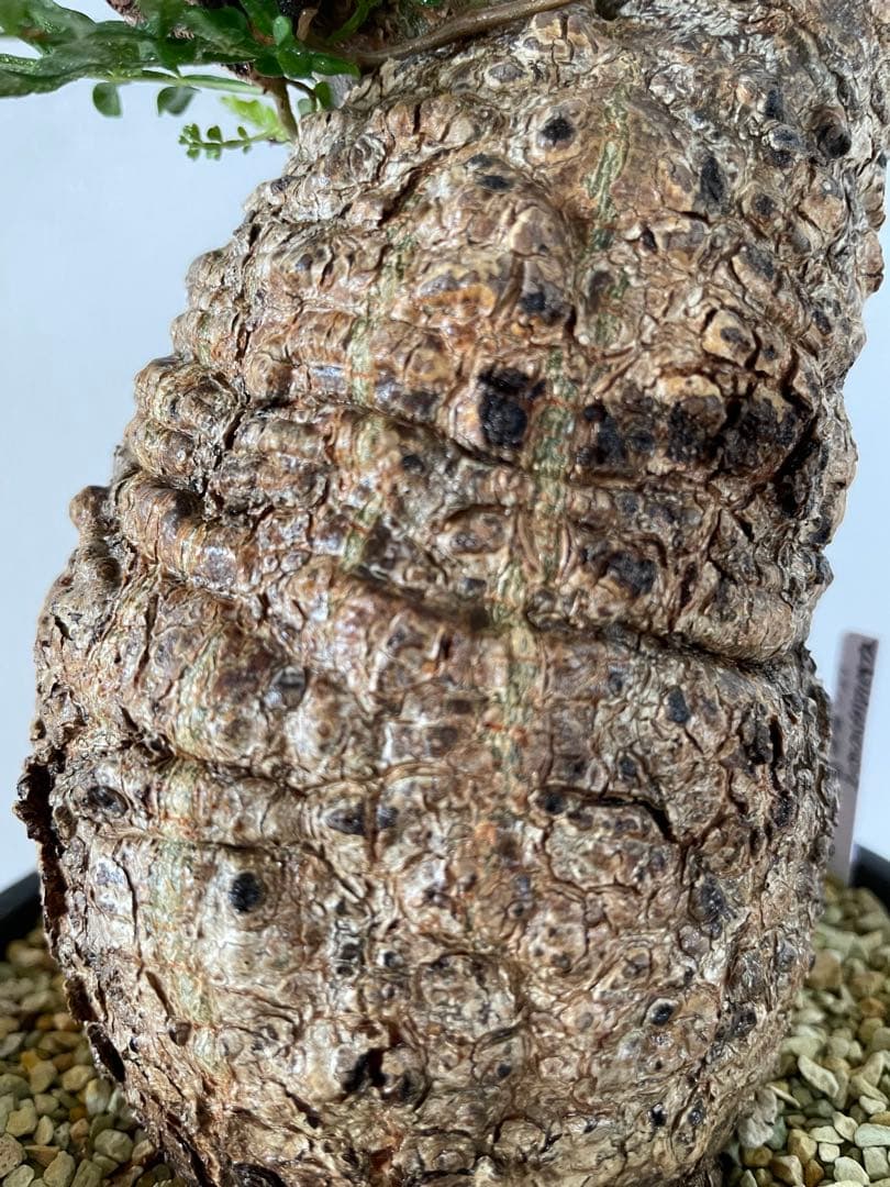 【現地球／発根済】オペルクリカリア　パキプス　手のり　良型　コンパクト