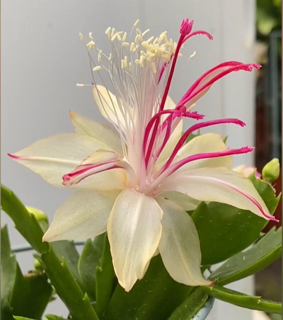 【*&*&*様確認用】デンマークカクタス　AN057＋AN100＋雅 接木