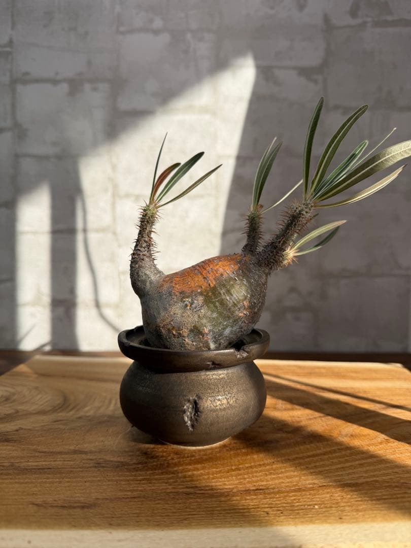 パキポディウム　グラキリス　発根済み　ヘンテコ株