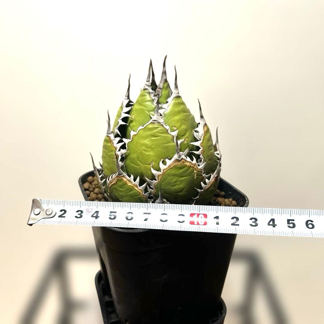 アガベ 鉢植発送 ホリダ 強刺 狂刺 極上血統 スペシャル個体 特選株