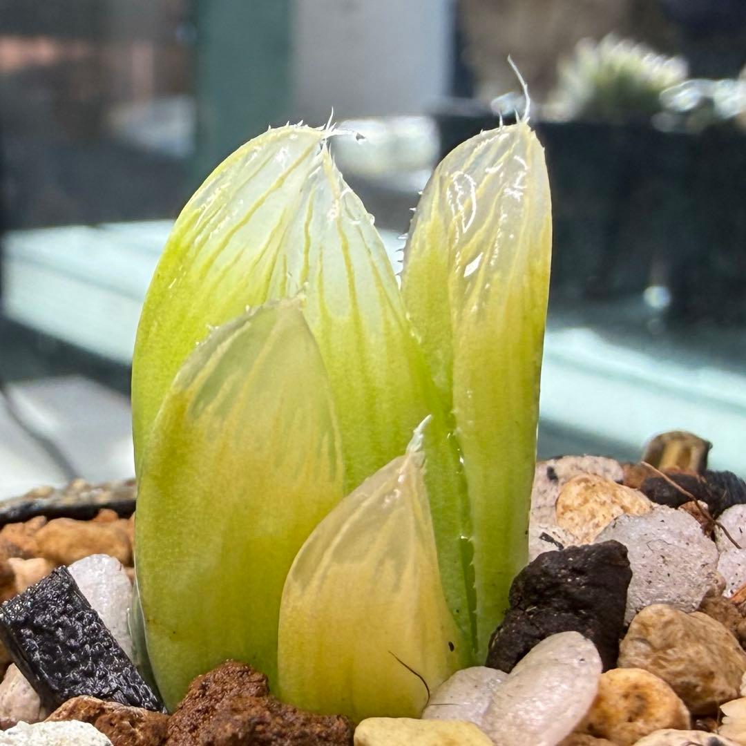 ハオルチア ⭐️ライムサファイアオブツーサ錦⭐️透明度高　美苗　美品　発根済み。