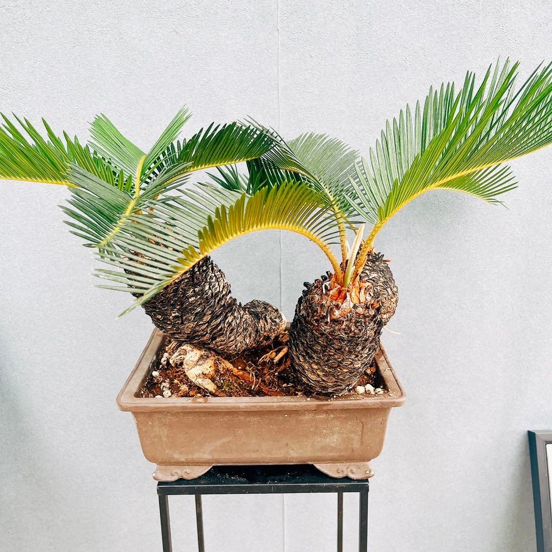 ［現品］【珍しい】10番　奄美姫ソテツ　盆栽造り　約7号　蘇轍　観葉植物　陶器鉢