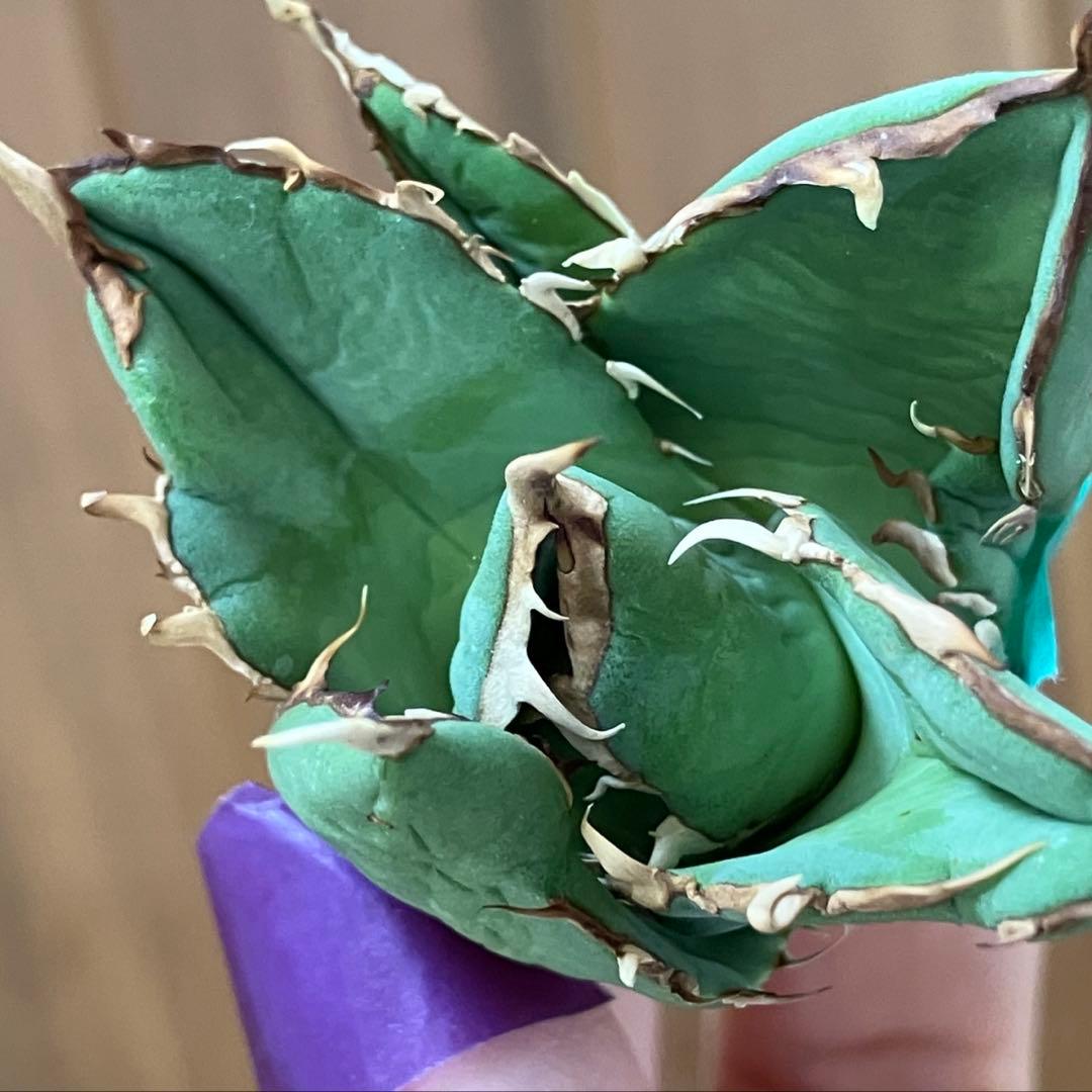 福*ん様 REZA産【週末オークション】③イラン株　アガべ　マッドボール　大きめ