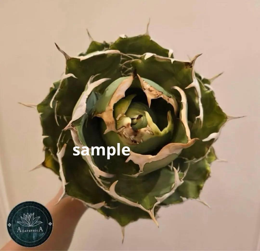 福*ん様 REZA産【週末オークション】③イラン株　アガべ　マッドボール　大きめ