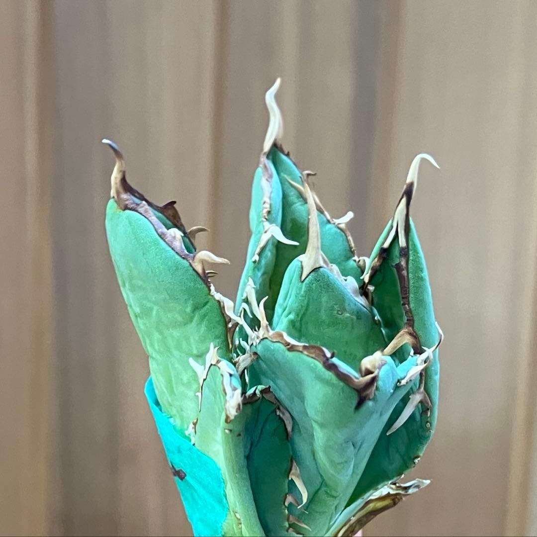 福*ん様 REZA産【週末オークション】③イラン株　アガべ　マッドボール　大きめ