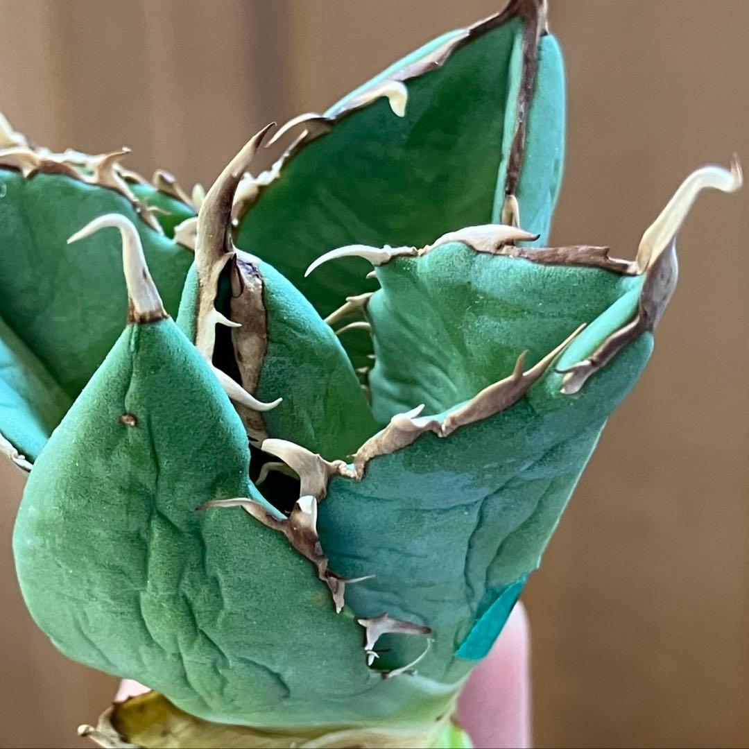 福*ん様 REZA産【週末オークション】③イラン株　アガべ　マッドボール　大きめ