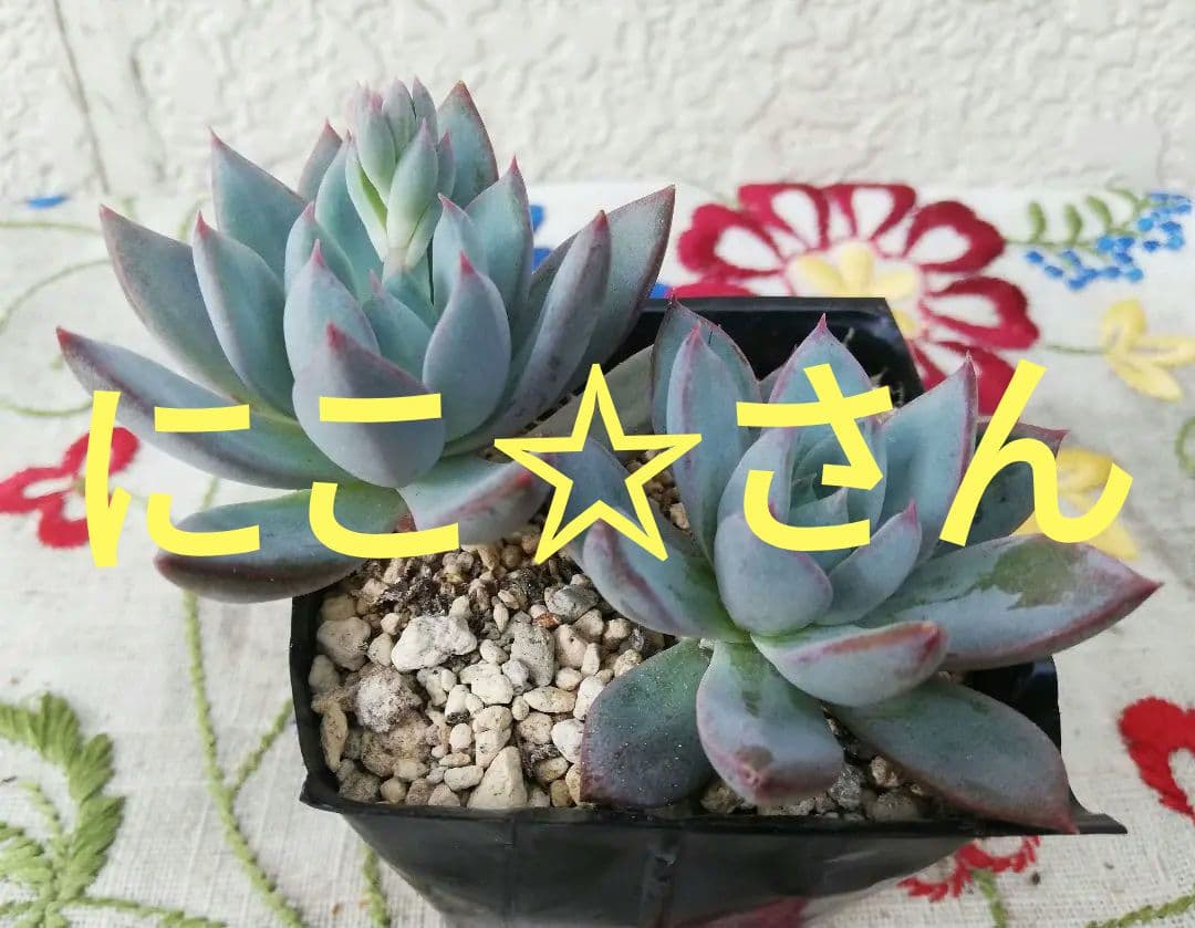 多肉植物　バイオリーナ　韓国苗　女美月