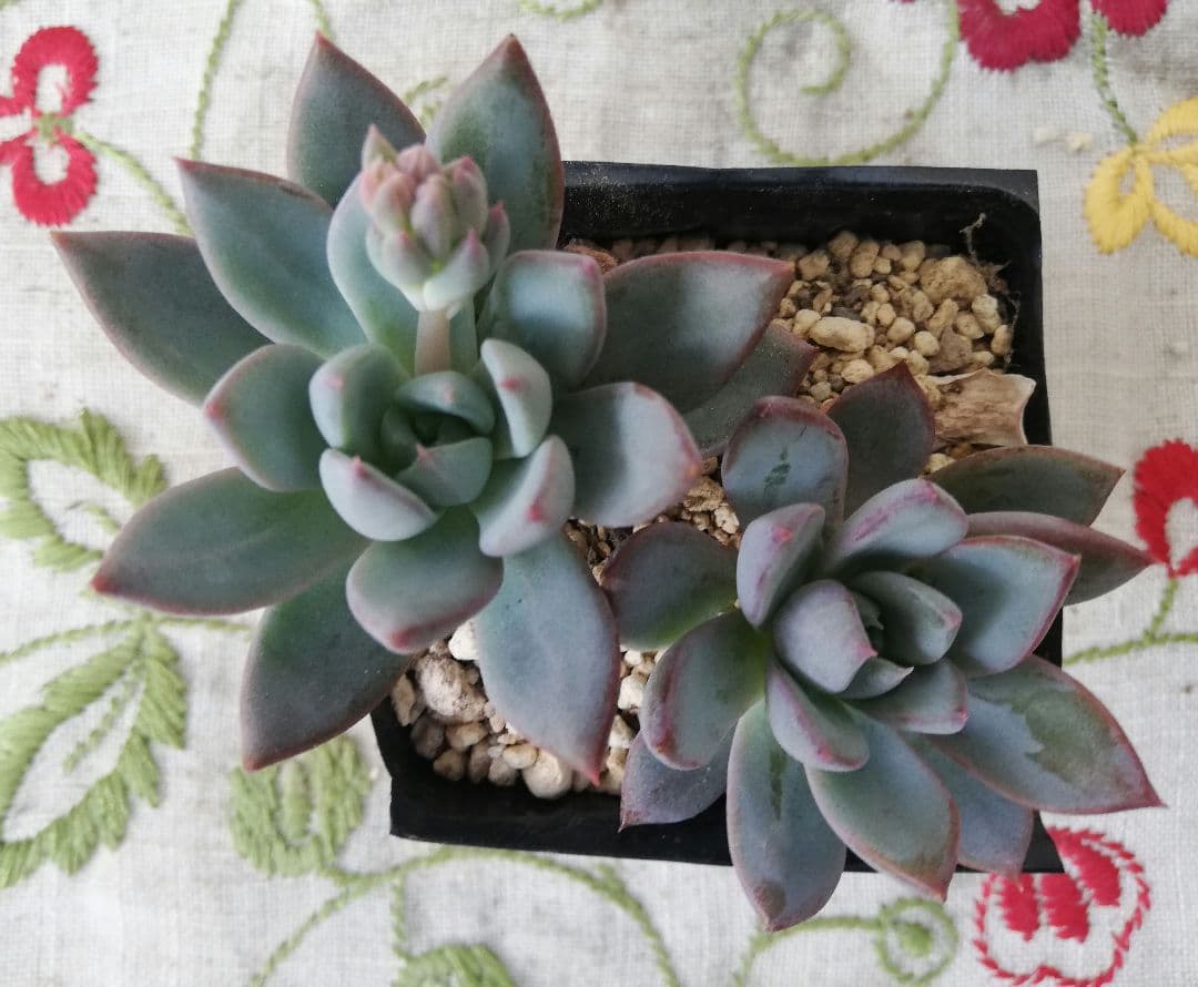 多肉植物　バイオリーナ　韓国苗　女美月