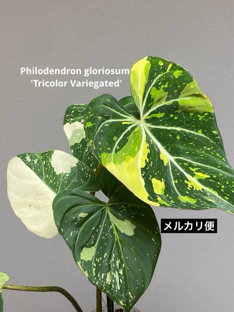【トリカラー全開‼️】フィロデンドロン　グロリオーサム　トリカラー　斑入り　希少
