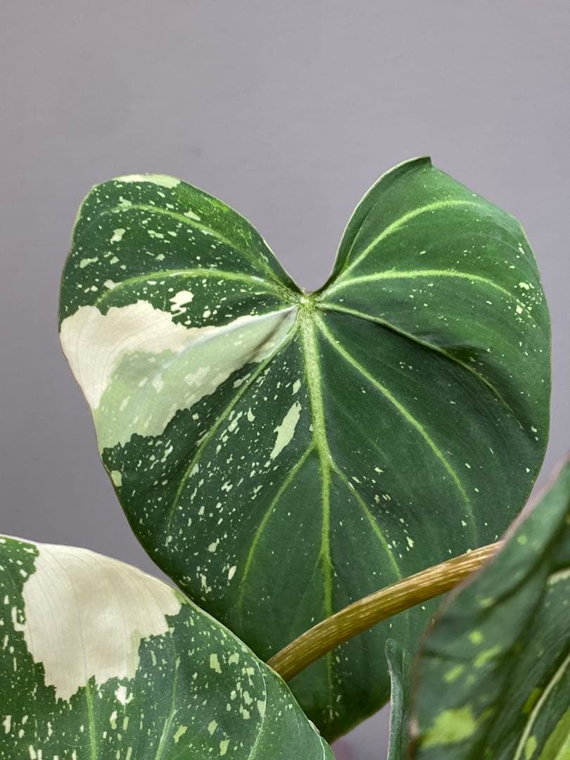 【トリカラー全開‼️】フィロデンドロン　グロリオーサム　トリカラー　斑入り　希少