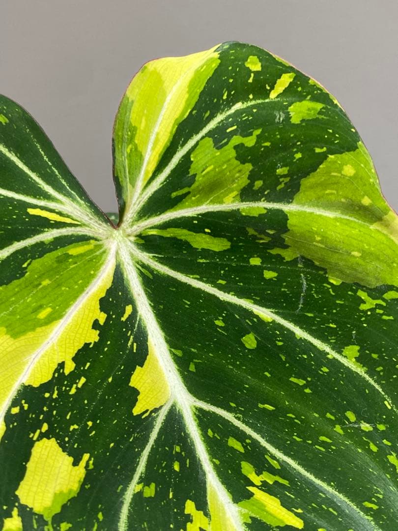 【トリカラー全開‼️】フィロデンドロン　グロリオーサム　トリカラー　斑入り　希少